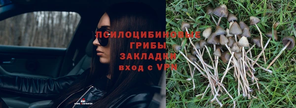 прущие грибы Балабаново